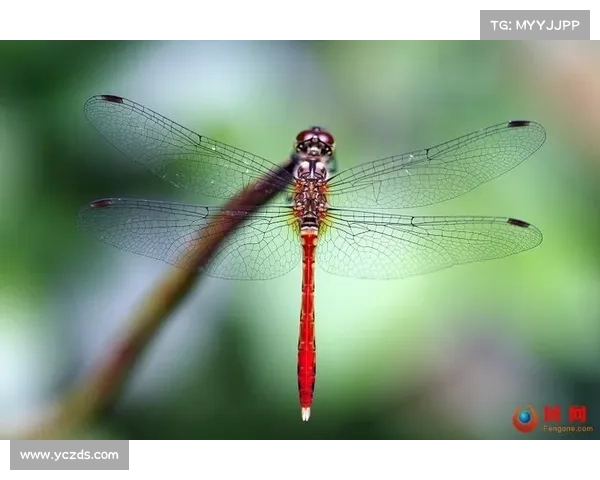 蜻蜓点水般的灵动手指带来五种探索方式与创意启发